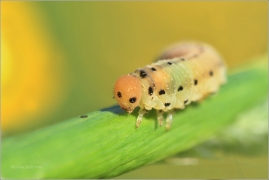 <p>PILATKA (Sciapterix sobrinus) ? Rychnov u Jbc.n.N.</p>